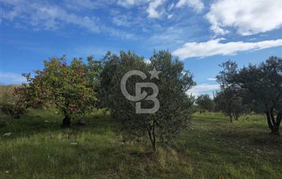 GAZİEMİR SEVGİ MAHALLESİNDE 500M2 TARLA