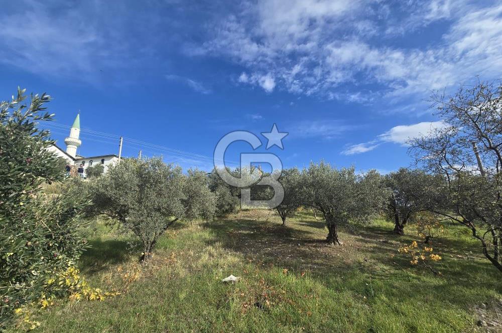 GAZİEMİR SEVGİ MAHALLESİNDE 500M2 TARLA