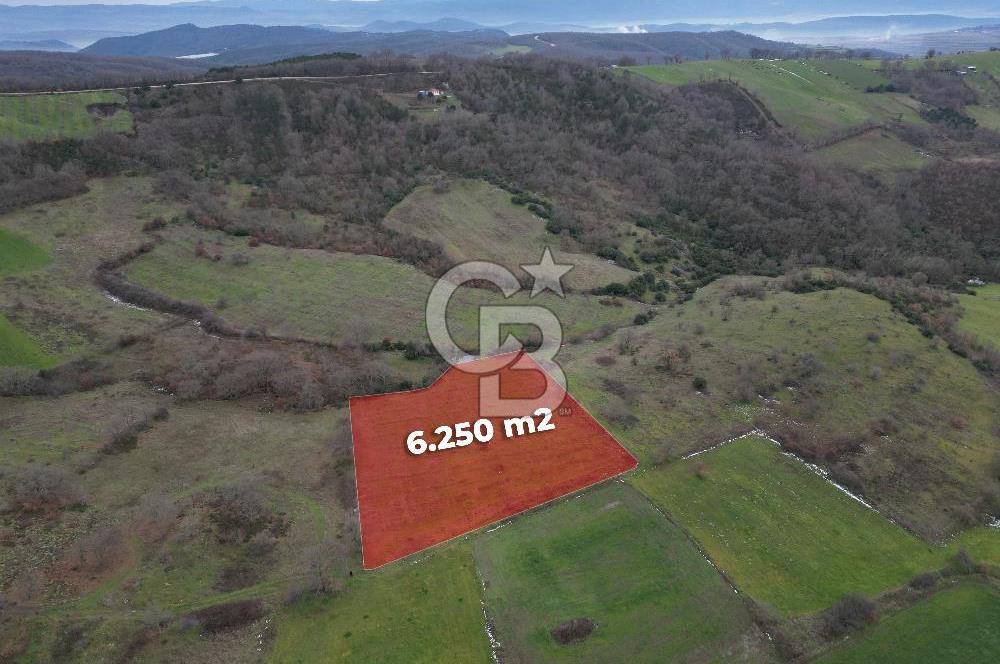 ÇANAKKALE ÇAN BOSTANDERE SATILIK 6.250 M2 CEVİZLİK