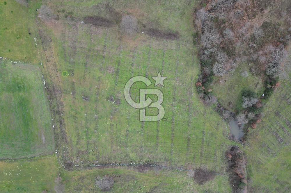 ÇANAKKALE ÇAN BOSTANDERE SATILIK 6.250 M2 CEVİZLİK