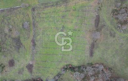 ÇANAKKALE ÇAN BOSTANDERE SATILIK 6.250 M2 CEVİZLİK