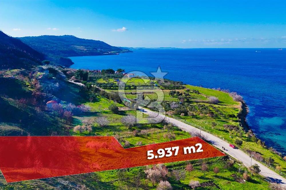 ÇANAKKALE İNTEPE DENİZ KENARI SATILIK ZEYTİNLİK
