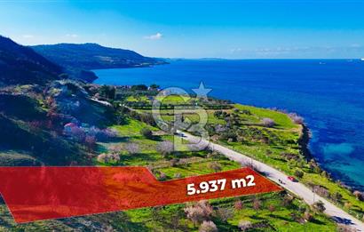 ÇANAKKALE İNTEPE DENİZ KENARI SATILIK ZEYTİNLİK