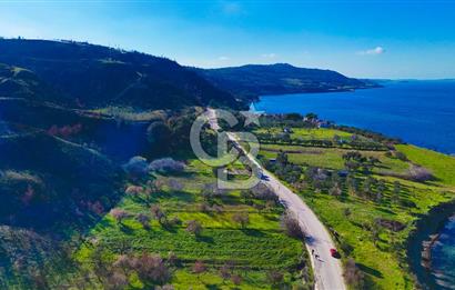 ÇANAKKALE İNTEPE DENİZ KENARI SATILIK ZEYTİNLİK