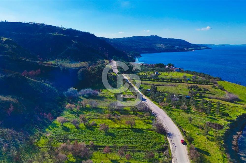 ÇANAKKALE İNTEPE DENİZ KENARI SATILIK ZEYTİNLİK
