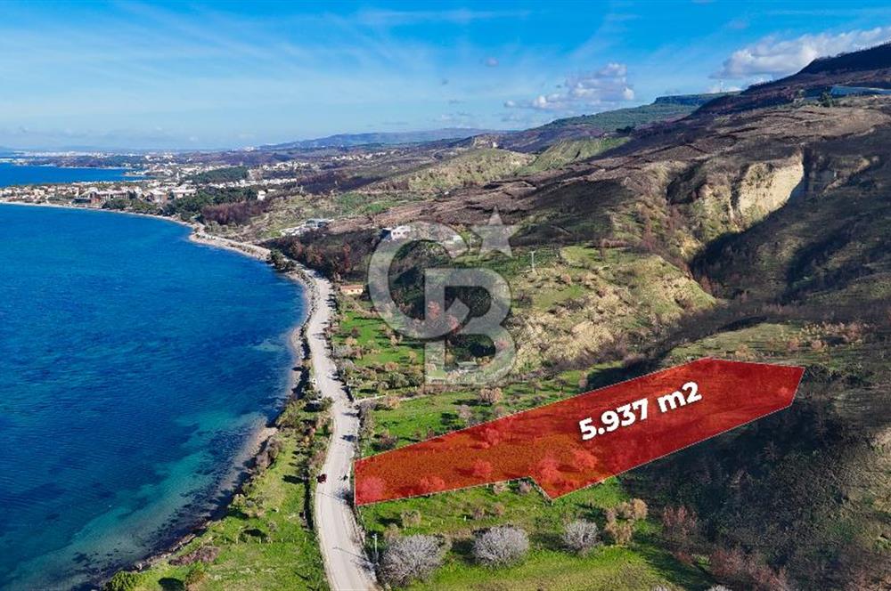 ÇANAKKALE İNTEPE DENİZ KENARI SATILIK ZEYTİNLİK