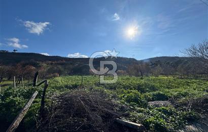 ÇANAKKALE İNTEPE DENİZ KENARI SATILIK ZEYTİNLİK