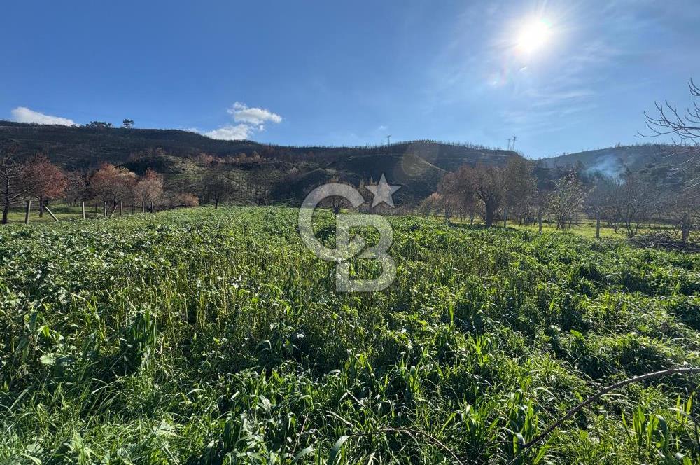 ÇANAKKALE İNTEPE DENİZ KENARI SATILIK ZEYTİNLİK