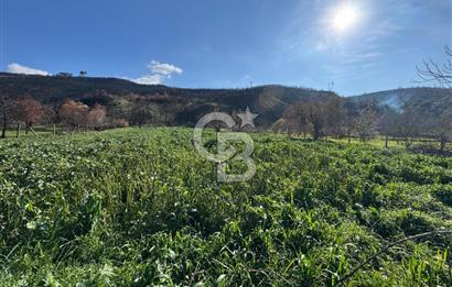 ÇANAKKALE İNTEPE DENİZ KENARI SATILIK ZEYTİNLİK