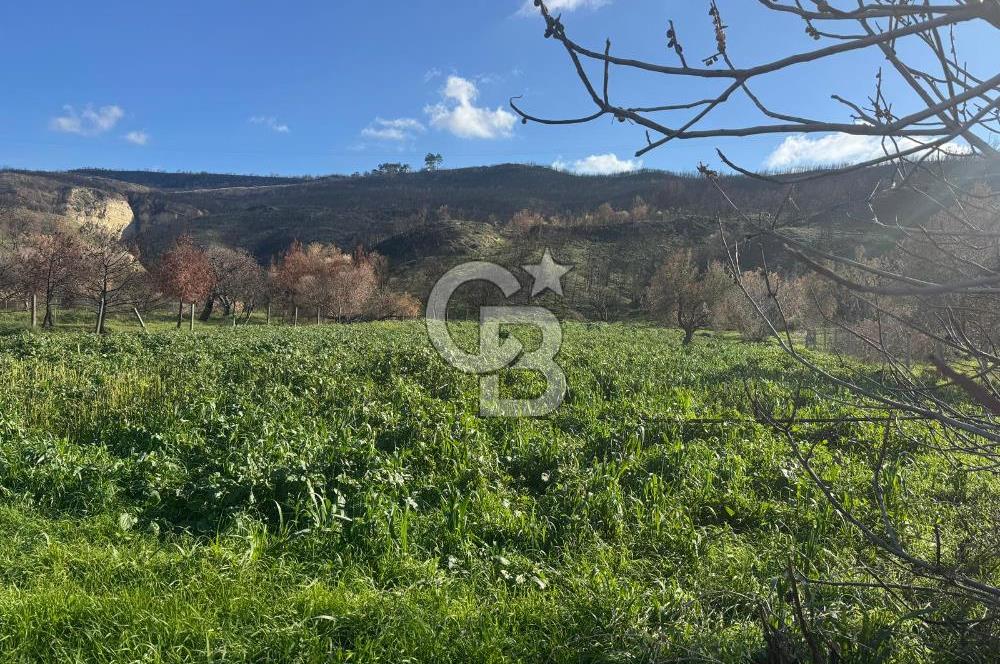 ÇANAKKALE İNTEPE DENİZ KENARI SATILIK ZEYTİNLİK