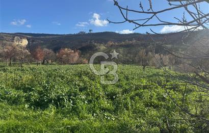 ÇANAKKALE İNTEPE DENİZ KENARI SATILIK ZEYTİNLİK