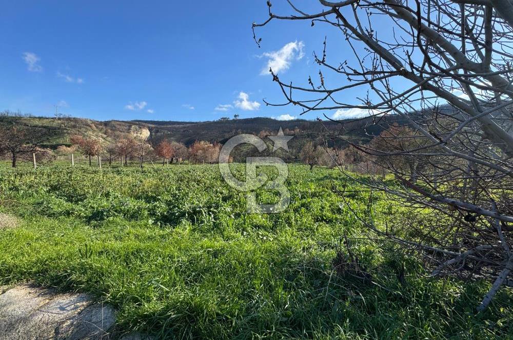 ÇANAKKALE İNTEPE DENİZ KENARI SATILIK ZEYTİNLİK