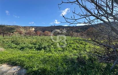 ÇANAKKALE İNTEPE DENİZ KENARI SATILIK ZEYTİNLİK