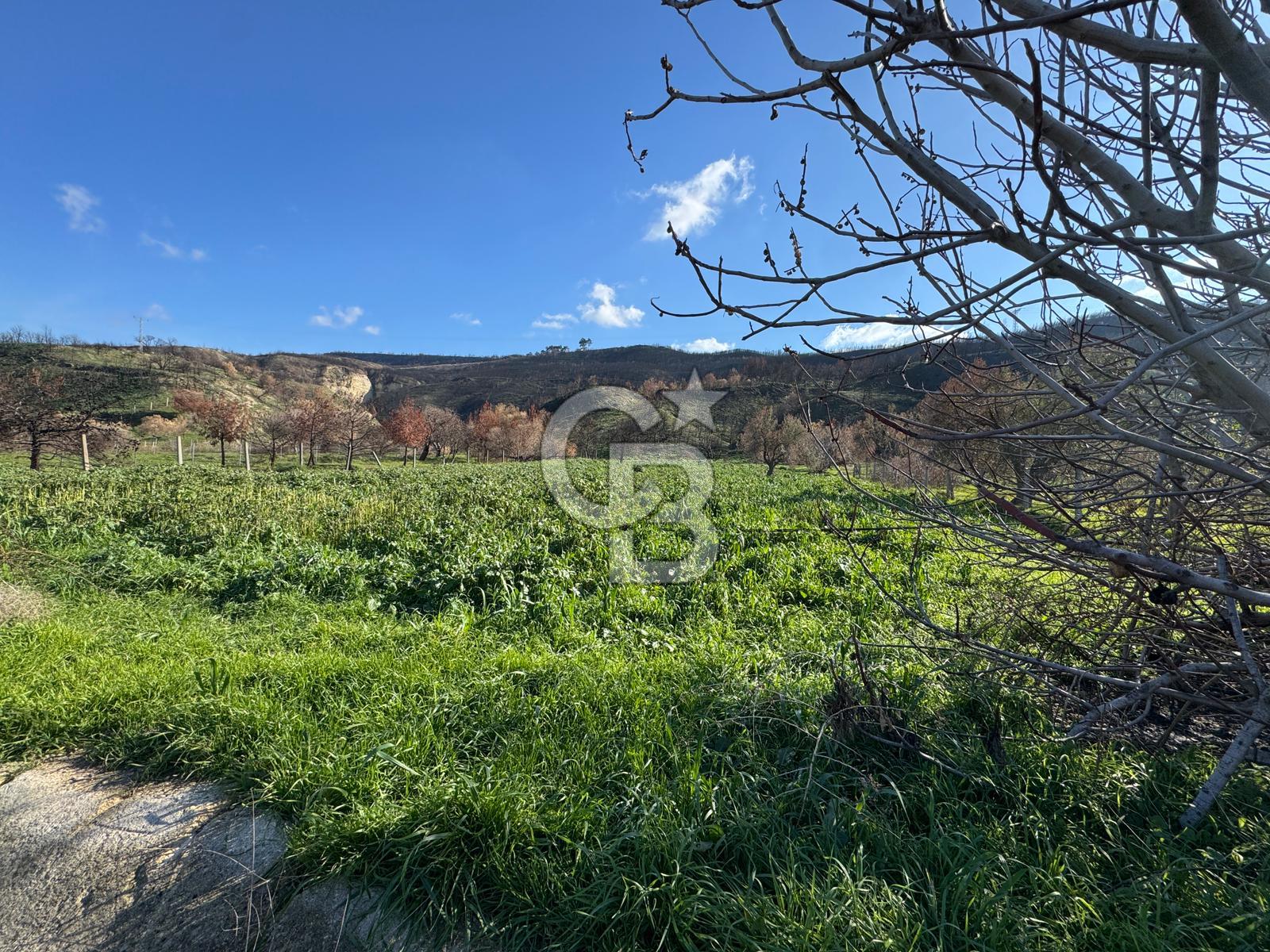 ÇANAKKALE İNTEPE DENİZ KENARI SATILIK ZEYTİNLİK