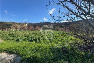 ÇANAKKALE İNTEPE DENİZ KENARI SATILIK ZEYTİNLİK - 1 - 330905