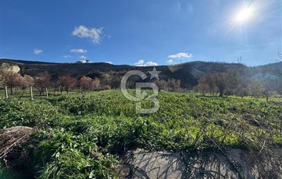 ÇANAKKALE İNTEPE DENİZ KENARI SATILIK ZEYTİNLİK