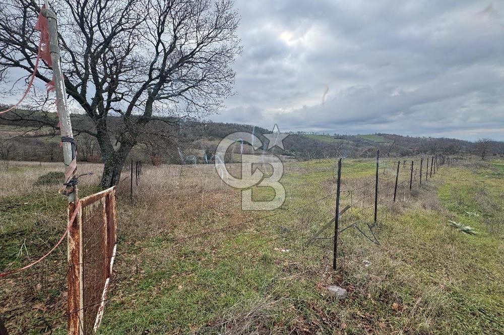 ÇANAKKALE ÇAN BOSTANDERE SATILIK 6.250 M2 CEVİZLİK