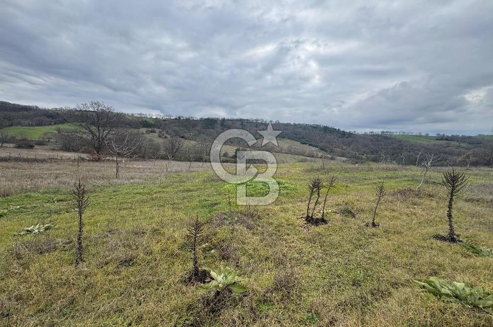 ÇANAKKALE ÇAN BOSTANDERE SATILIK 6.250 M2 CEVİZLİK