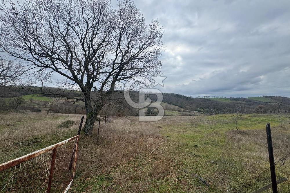 ÇANAKKALE ÇAN BOSTANDERE SATILIK 6.250 M2 CEVİZLİK