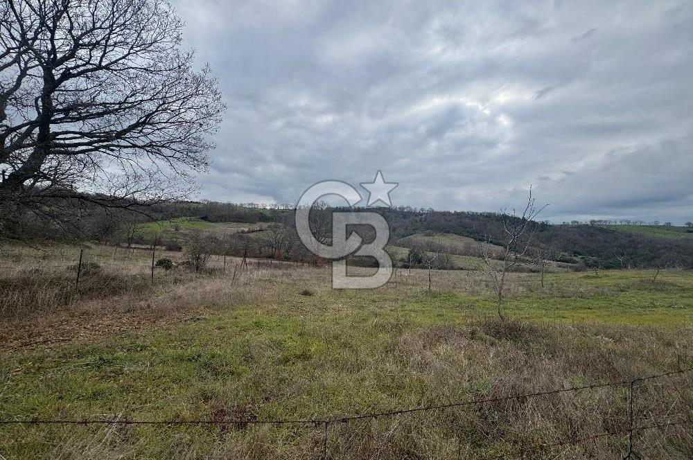 ÇANAKKALE ÇAN BOSTANDERE SATILIK 6.250 M2 CEVİZLİK