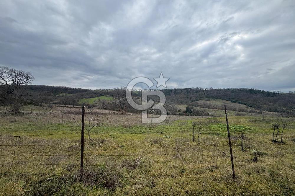 ÇANAKKALE ÇAN BOSTANDERE SATILIK 6.250 M2 CEVİZLİK