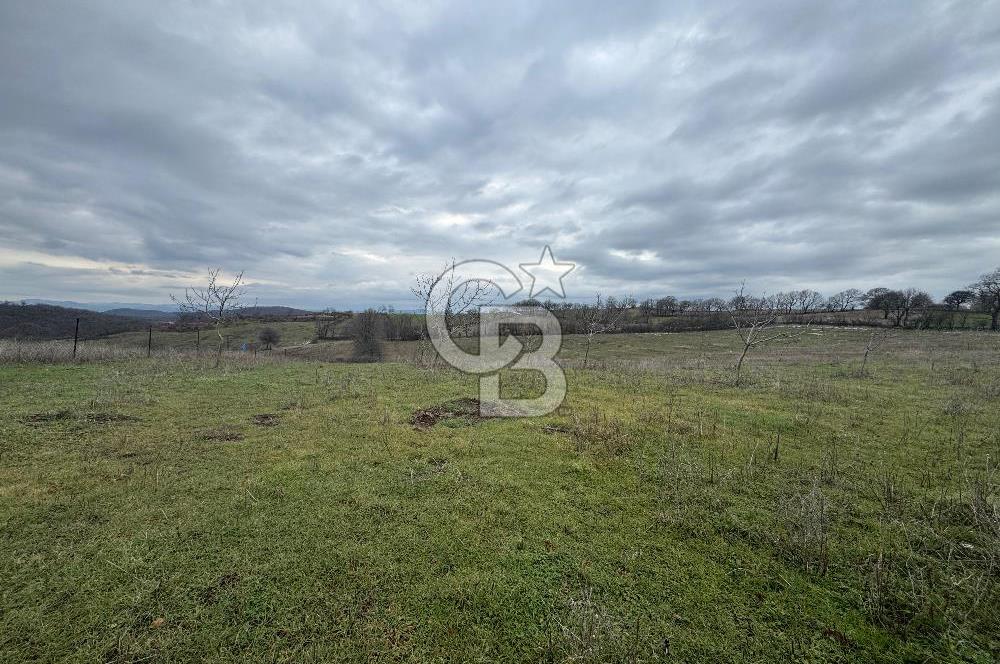 ÇANAKKALE ÇAN BOSTANDERE SATLIK CEVİZLİK 14.125 M2
