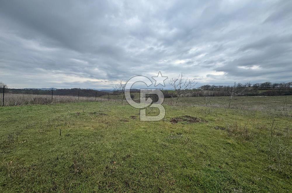 ÇANAKKALE ÇAN BOSTANDERE SATLIK CEVİZLİK 14.125 M2