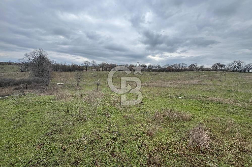 ÇANAKKALE ÇAN BOSTANDERE SATLIK CEVİZLİK 14.125 M2