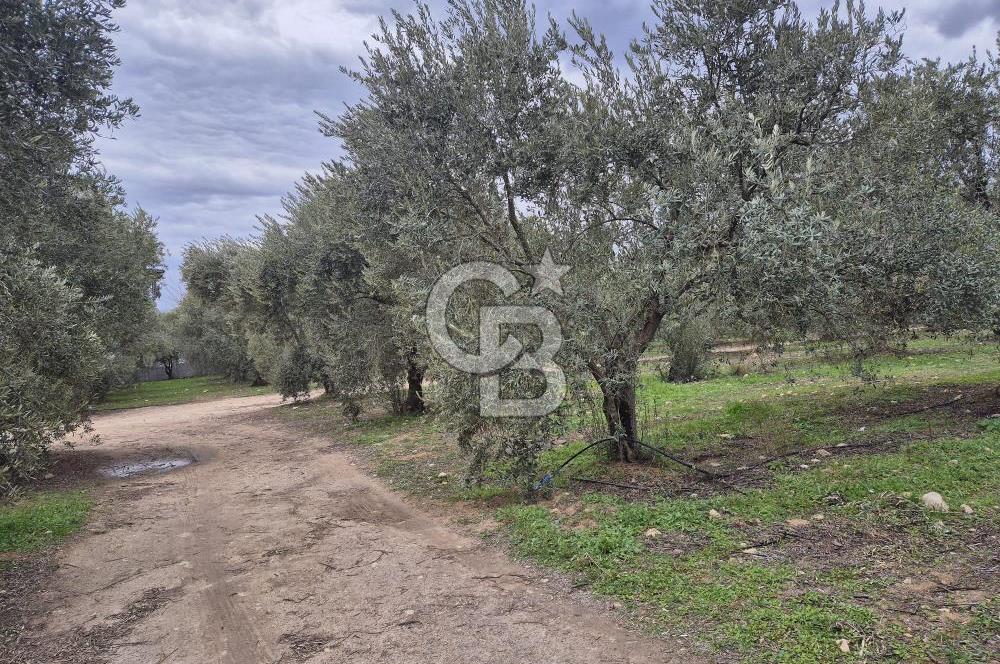 Salihli Yol Üzerinde Köyün İçinde Satılık 165 Dönüm İmarlı Zeytinlik