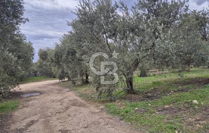 Salihli Yol Üzerinde Köyün İçinde Satılık 165 Dönüm İmarlı Zeytinlik