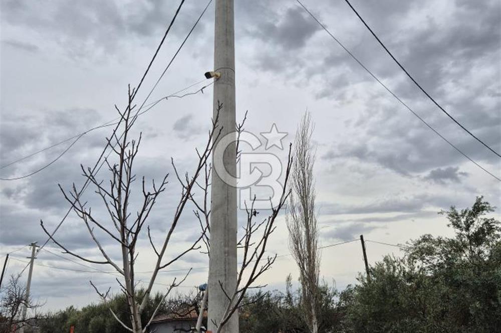 Salihli Yol Üzerinde Köyün İçinde Satılık 165 Dönüm İmarlı Zeytinlik