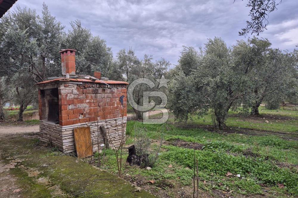 Salihli Yol Üzerinde Köyün İçinde Satılık 165 Dönüm İmarlı Zeytinlik