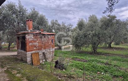 Salihli Yol Üzerinde Köyün İçinde Satılık 165 Dönüm İmarlı Zeytinlik