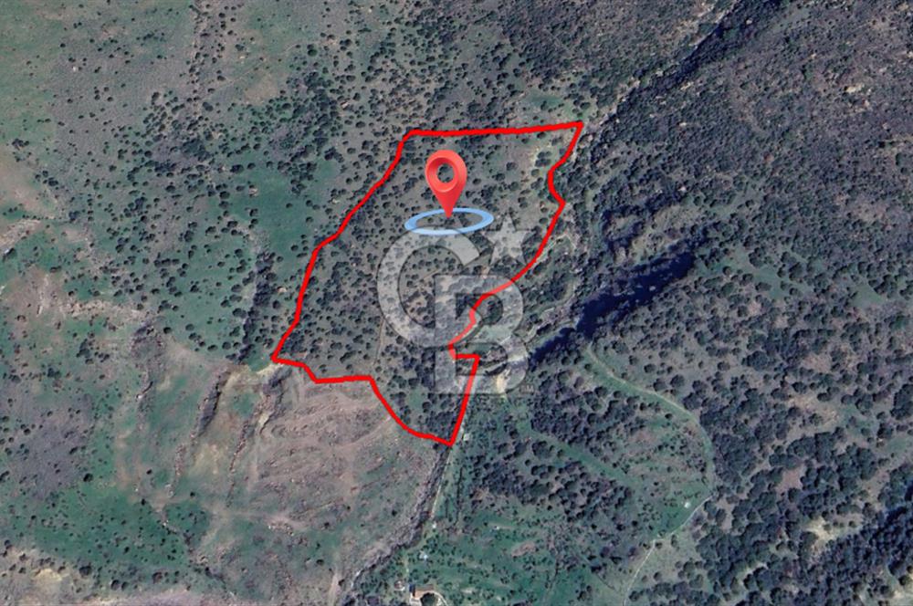 ÇANAKKALE BABAKALE'DE | 33 DÖNÜM DENİZ MANZARALI ZEYTİNLİK