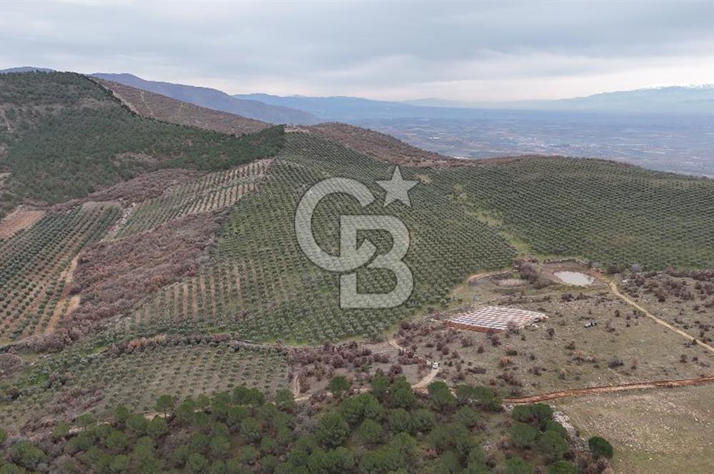 Salihli Kurttutan da Satılık 216  Dönüm Zeytinlik ve Tarım Arazisi