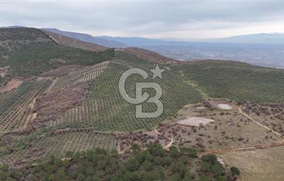 Salihli Kurttutan da Satılık 216  Dönüm Zeytinlik ve Tarım Arazisi