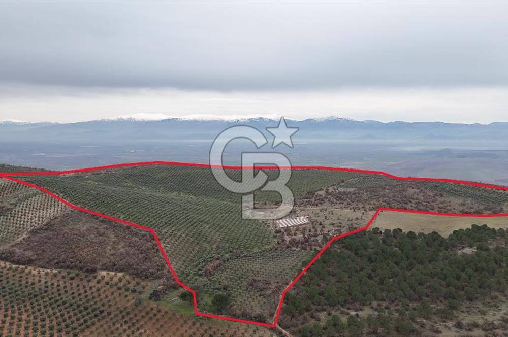 Salihli Kurttutan da Satılık 216  Dönüm Zeytinlik ve Tarım Arazisi