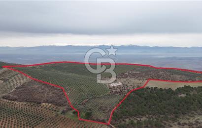 Salihli Kurttutan da Satılık 216  Dönüm Zeytinlik ve Tarım Arazisi