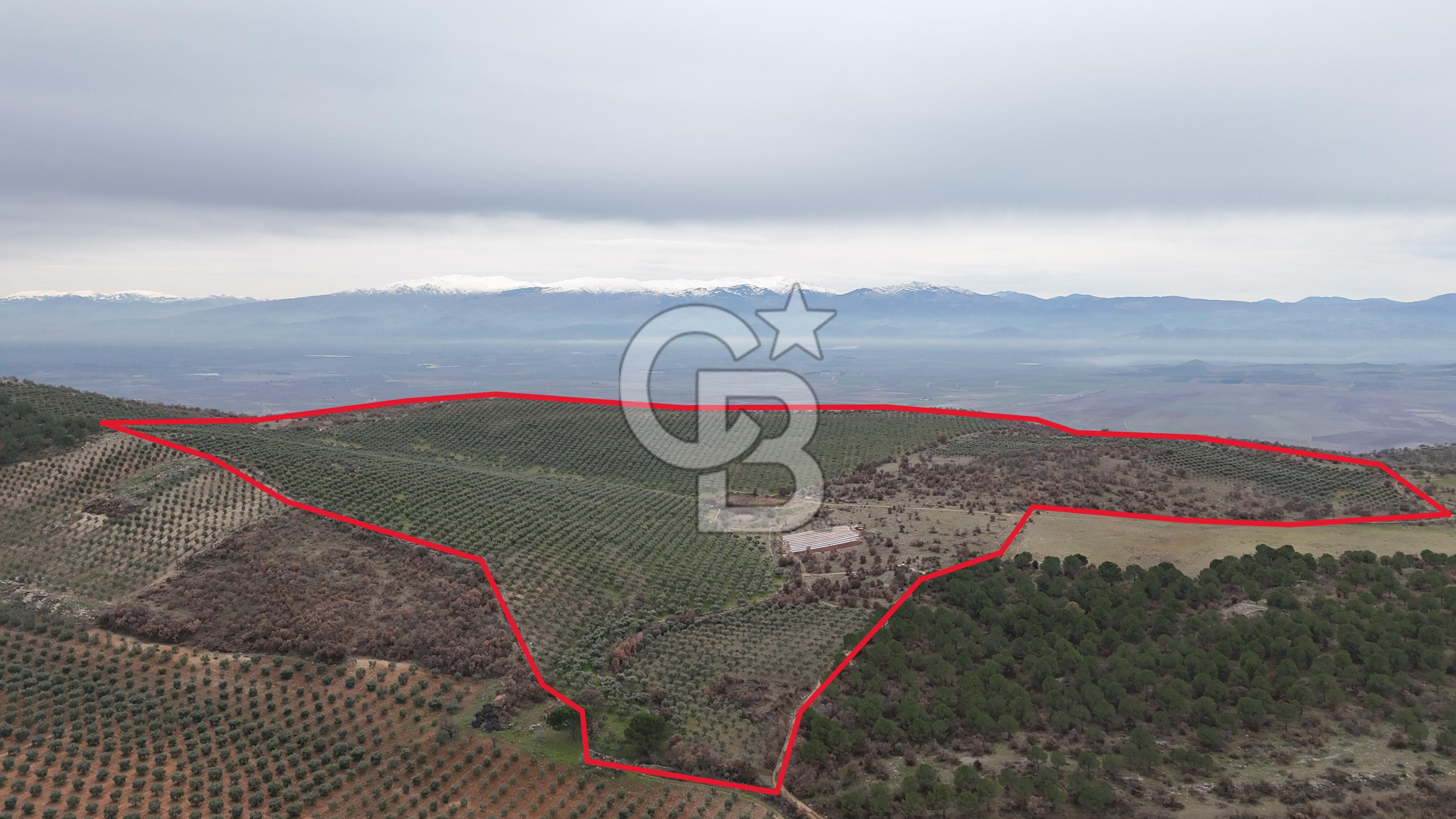 Salihli Kurttutan da Satılık 216  Dönüm Zeytinlik ve Tarım Arazisi