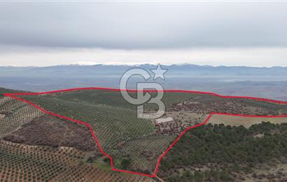 Salihli Kurttutan da Satılık 216  Dönüm Zeytinlik ve Tarım Arazisi