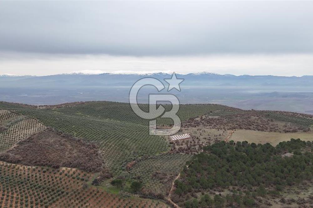 Salihli Kurttutan da Satılık 216  Dönüm Zeytinlik ve Tarım Arazisi