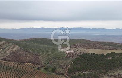 Salihli Kurttutan da Satılık 216  Dönüm Zeytinlik ve Tarım Arazisi