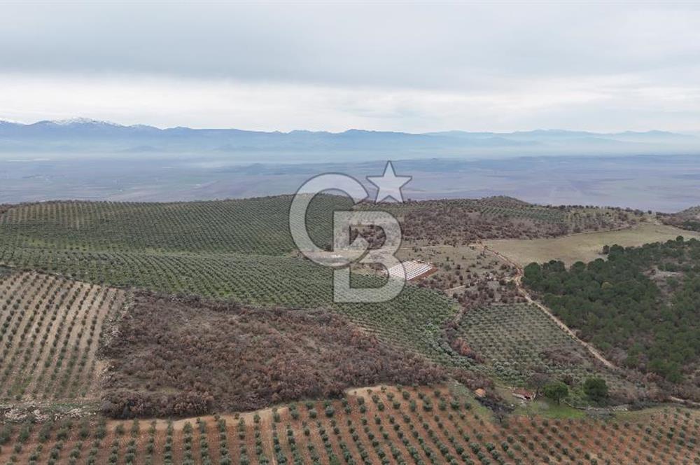 Salihli Kurttutan da Satılık 216  Dönüm Zeytinlik ve Tarım Arazisi