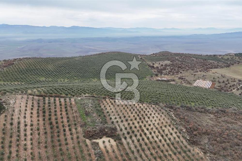 Salihli Kurttutan da Satılık 216  Dönüm Zeytinlik ve Tarım Arazisi