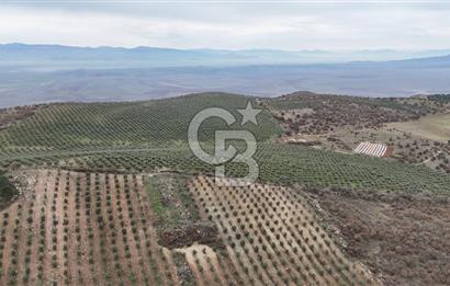 Salihli Kurttutan da Satılık 216  Dönüm Zeytinlik ve Tarım Arazisi