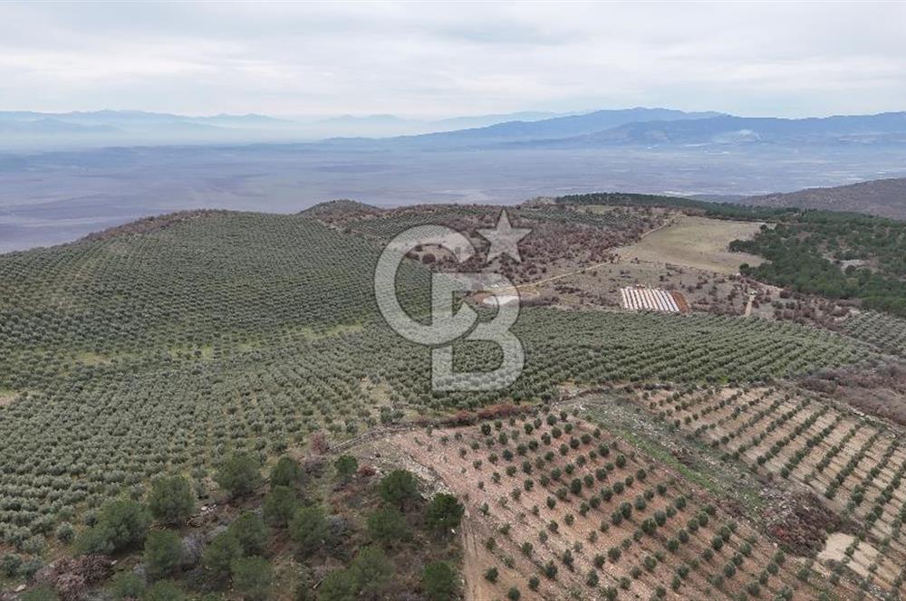 Salihli Kurttutan da Satılık 216  Dönüm Zeytinlik ve Tarım Arazisi