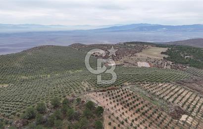 Salihli Kurttutan da Satılık 216  Dönüm Zeytinlik ve Tarım Arazisi