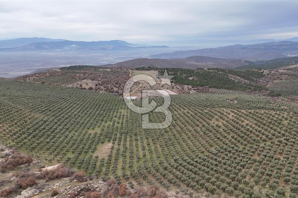 Salihli Kurttutan da Satılık 216  Dönüm Zeytinlik ve Tarım Arazisi