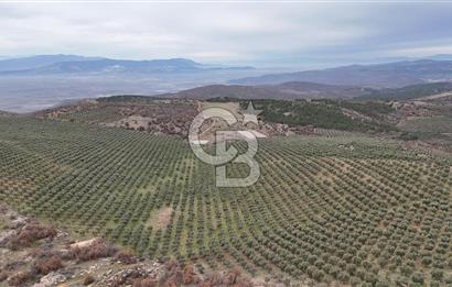 Salihli Kurttutan da Satılık 216  Dönüm Zeytinlik ve Tarım Arazisi