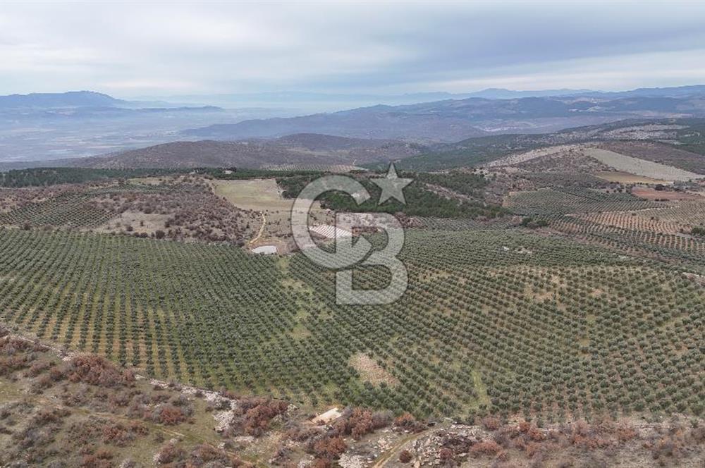 Salihli Kurttutan da Satılık 216  Dönüm Zeytinlik ve Tarım Arazisi